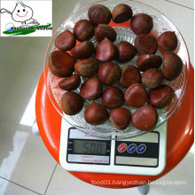 wholesale fresh chestnut